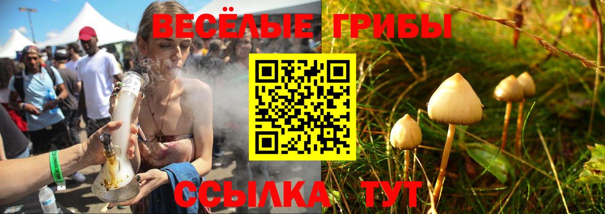 Псилоцибиновые грибы Psilocybe  Вход с VPN  Псилоцибиновые грибы Psilocybe  Валуйки 